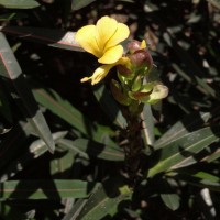 Barleria lupulina Lindl.